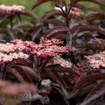 Sambucus Nigra 'black Tower' Narrow Upright Elder (dark Burgundy Foliage) | 1 x 3L | Pink & Black