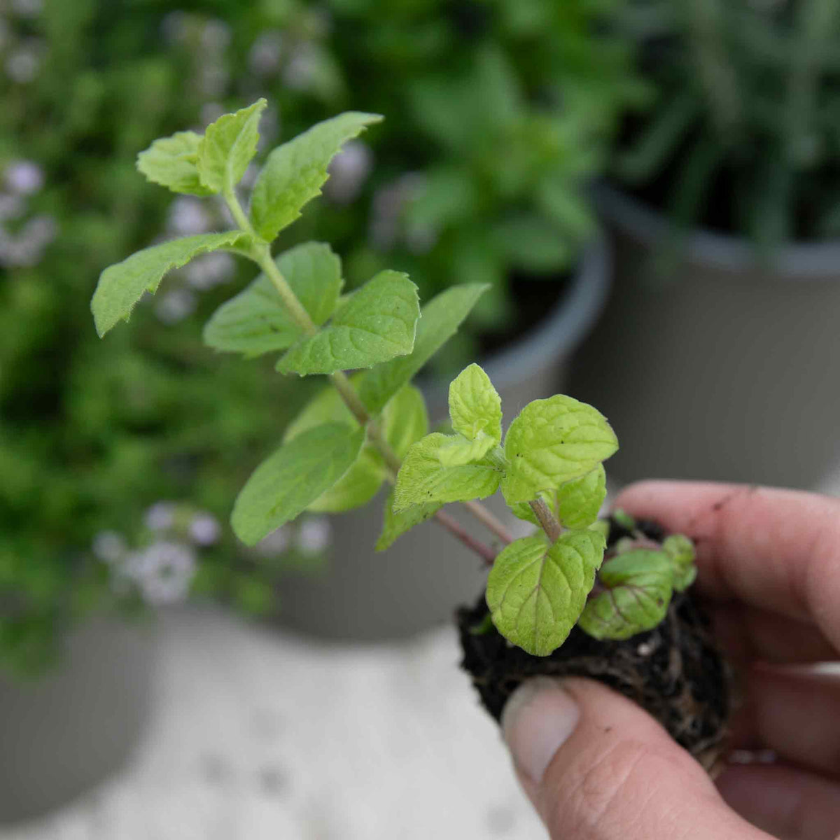 Mint 'garden' Hardy Perennial Herb | 3 x Plug Plants | Green