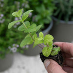Mint 'garden' Hardy Perennial Herb | Set of 1 | Green