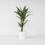 Dragon Tree - Dracaena Deremensis 'warneckei' - Height 60-70cm - ⌀17cm | Set of 1 | Green