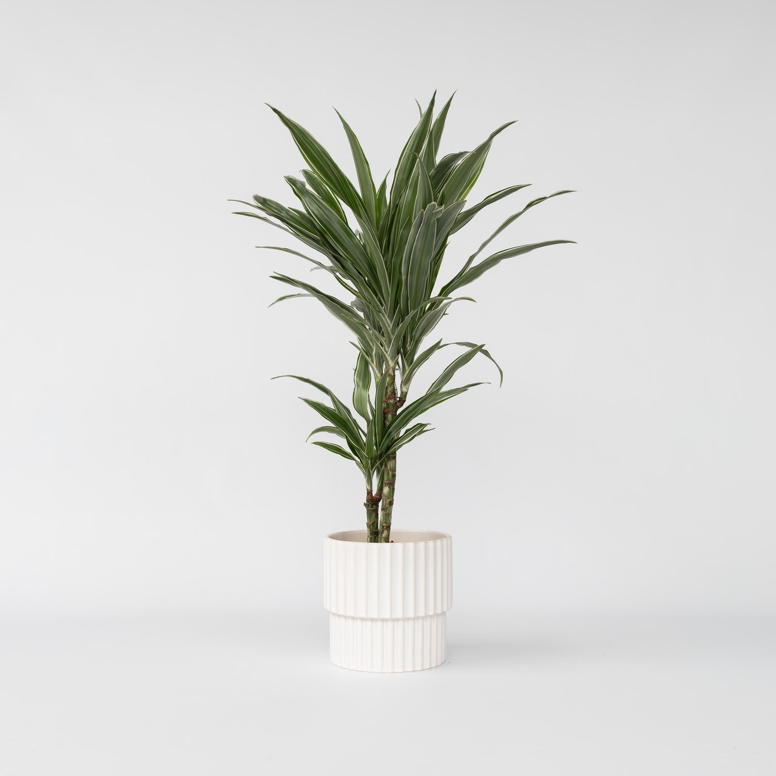 Dragon Tree - Dracaena Deremensis 'warneckei' - Height 60-70cm - ⌀17cm | Set of 1 | Green