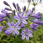 Agapanthus 'poppin Star' Purple Perennial 50cm | 1 x 9cm | Purple