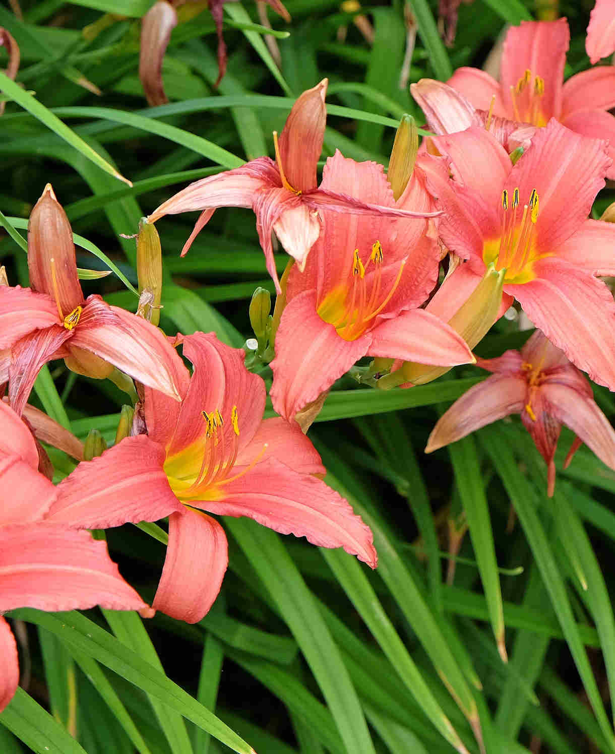 Hemerocallis Stella Collection - Set Of 3 Bare Roots (1 Of Each)