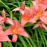 Hemerocallis Stella Collection - Set Of 9 Bare Roots (3 Of Each)