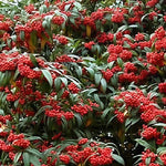 Cotoneaster Cornubia Evergreen Garden Shrub Plant