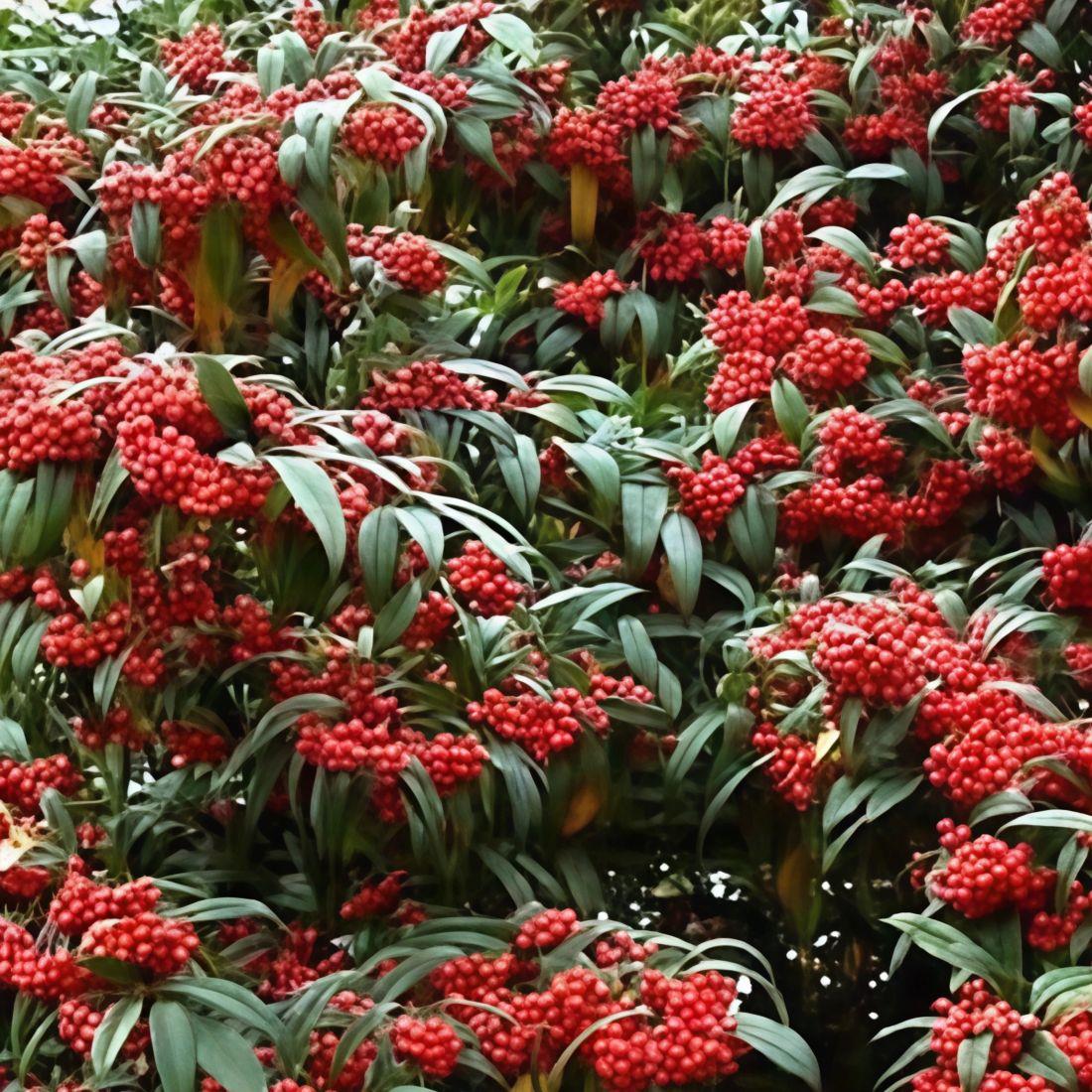 Cotoneaster Cornubia Evergreen Garden Shrub Plant