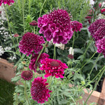 Scabious 'scoop Collection' - Purple, Raspberry And Blackberry Plug Plants | 12 x Plug Plants | Red