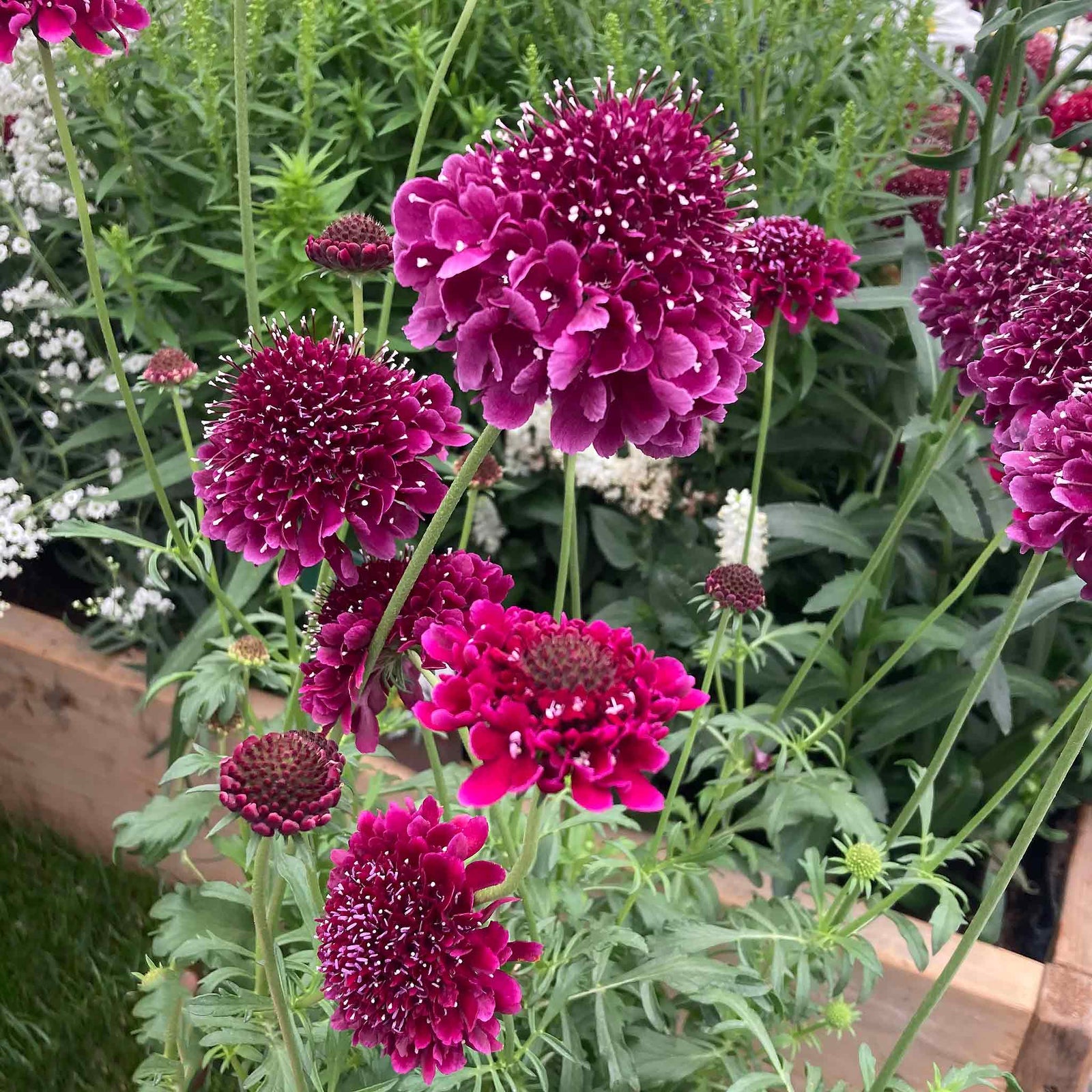 Scabious 'scoop Collection' - Purple, Raspberry And Blackberry Plug Plants | 12 x Plug Plants | Red