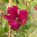 Clematis 'rouge Cardinal' Climbing Red Clematis | 1 x 3L | Red