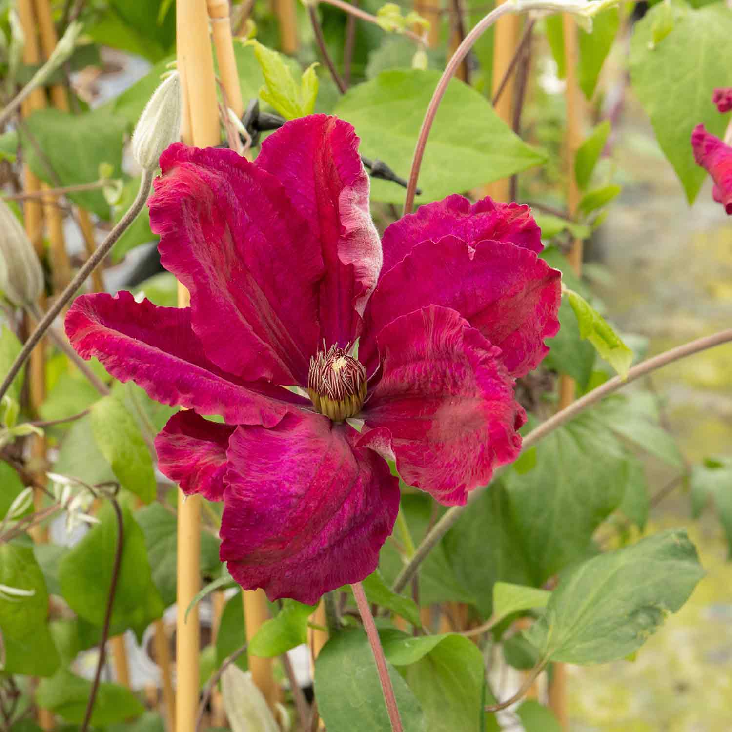 Clematis 'rouge Cardinal' Climbing Red Clematis | 1 x 3L | Red