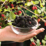 Mulberry 'mojo Berry' | 3 x 7cm Plants