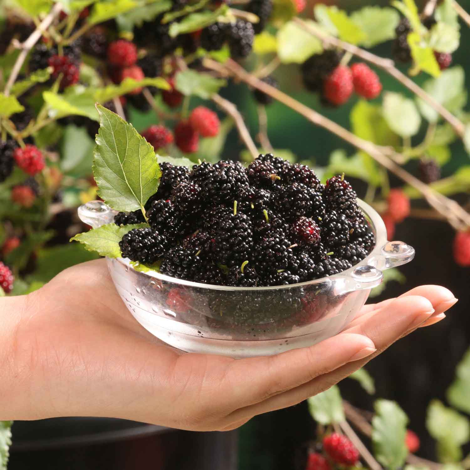 Mulberry 'mojo Berry' | 3 x 7cm Plants