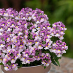 Nemesia 'nuvo Pink Bicolour' Bedding Plug Plants | Set of 12 | Pink