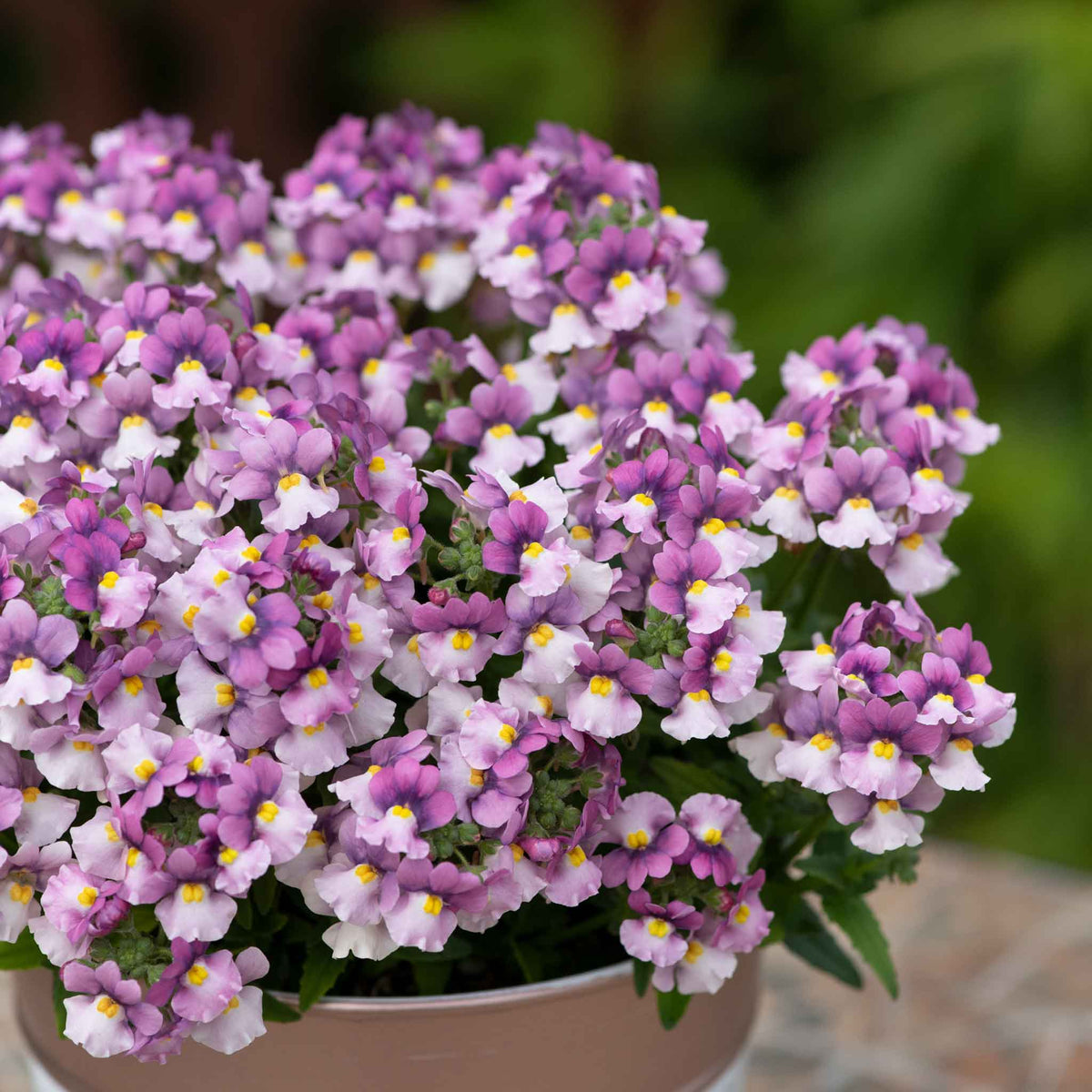 Nemesia 'nuvo Pink Bicolour' Bedding Plug Plants | Set of 12 | Pink