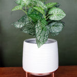 White Ceramic Planter Metal Stand With Plant Pot