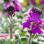 Elaborate Erysimum Collection - Perennial Wallflowers 5 Young Plants (1 Of Each)