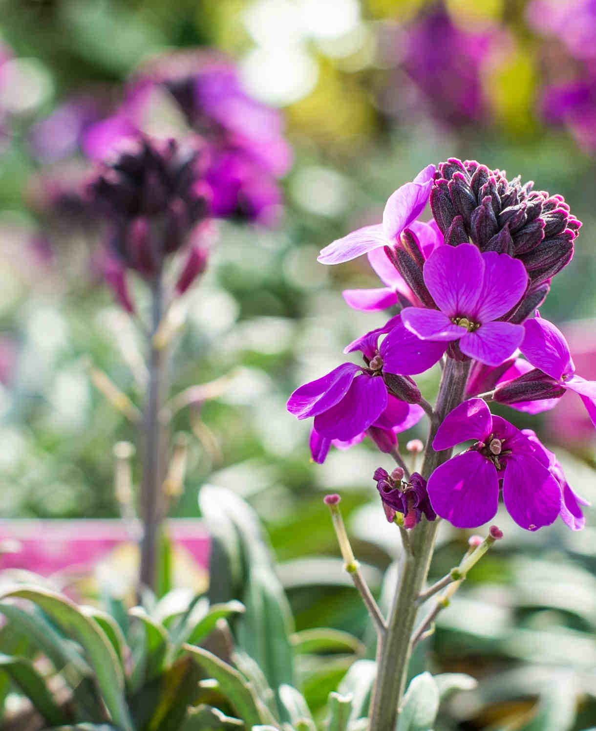 Elaborate Erysimum Collection - Perennial Wallflowers 5 Young Plants (1 Of Each)