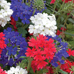 Verbena Union Jack Trailing Bedding Plants Mix Garden Ready Plants | 12 x Garden Ready Plants