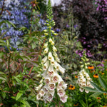 Digitalis 'dalmatian Cream' Compact Rhs Award Foxglove | Set of 12 | Multi