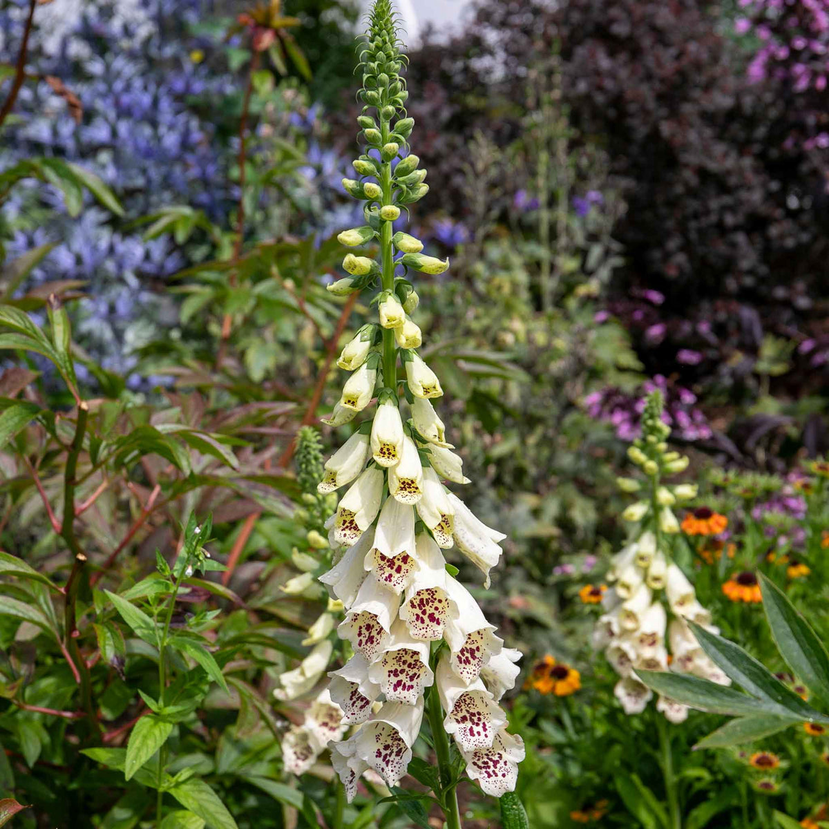 Digitalis 'dalmatian Cream' Compact Rhs Award Foxglove | Set of 12 | Multi