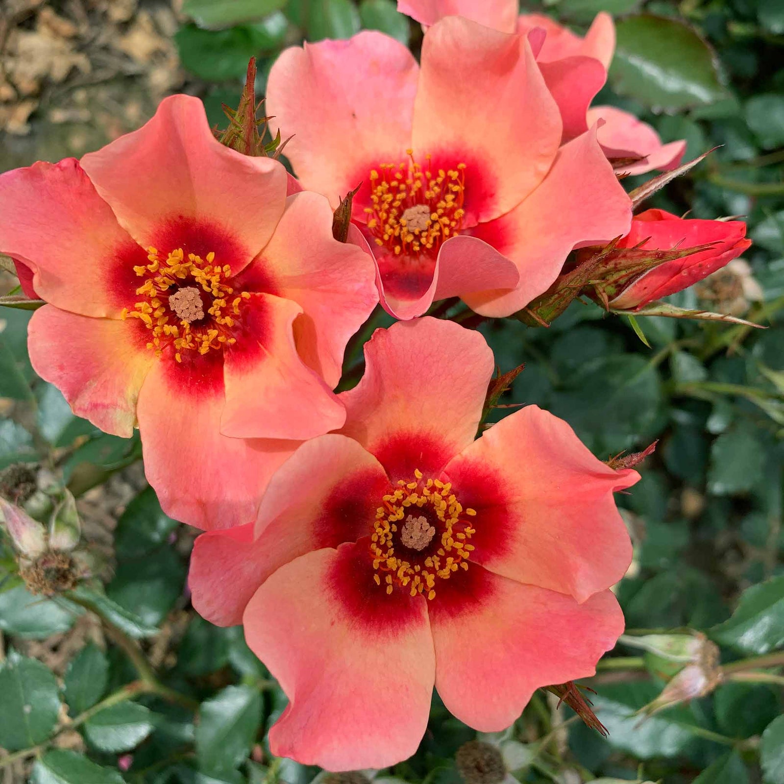 Rose 'for Your Eyes Only' Floribunda Roty 2015 | 1 x Bare Root | Pink