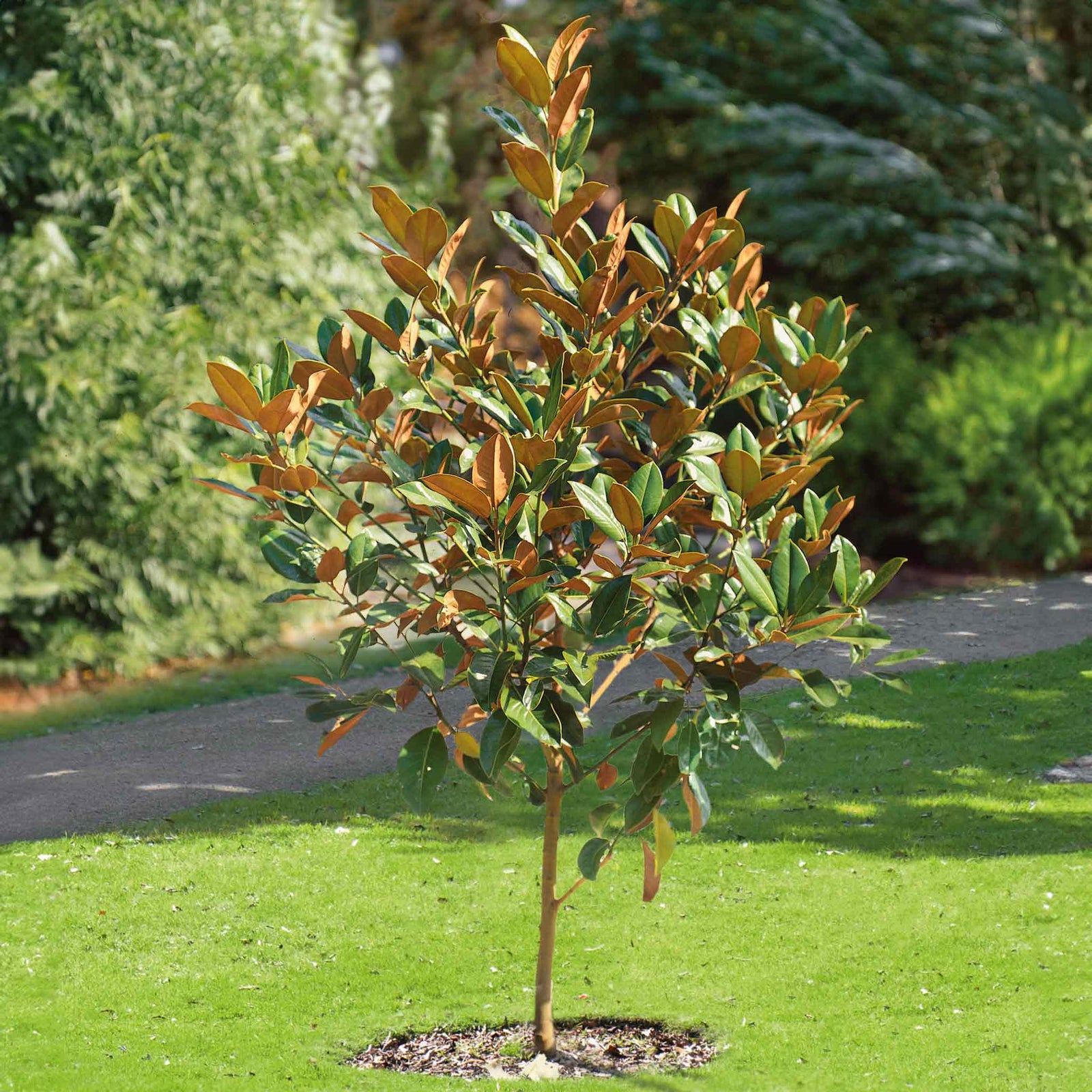 Magnolia 'grandiflora' Evergreen Plant | 1 x 9cm | White