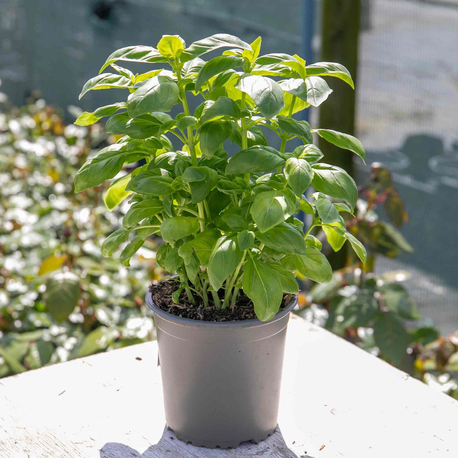 Basil 'sweet Italian' | 1 x 1L | Green