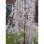 Prunus Snow Showers Weeping Japanese Flowering Cherry Tree 4-5ft Supplied In A 7.5 Litre Pot