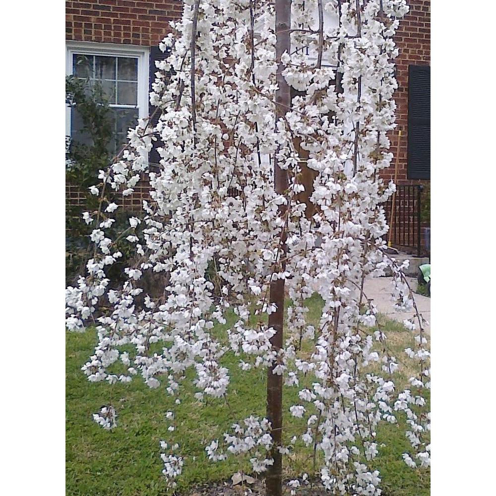 Prunus Snow Showers Weeping Japanese Flowering Cherry Tree 4-5ft Supplied In A 7.5 Litre Pot