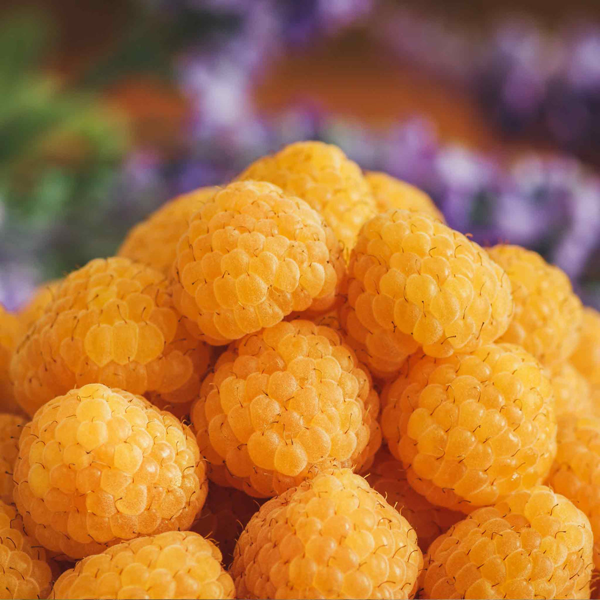 Raspberry 'all Gold' - Primocane Yellow Fruit For Autumn | Set of 10