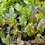 Beetroot 'boston' | 200 Seeds