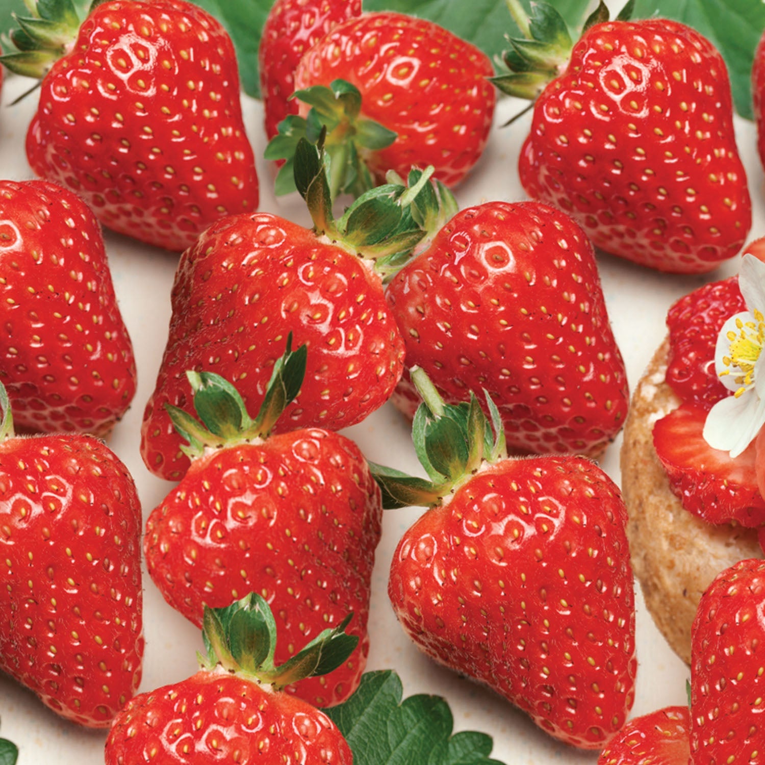Strawberry Delician F1 | 10 Seeds