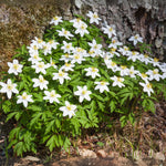 Christmas Rose - Helleborus Niger 'mont Blanc' - Height 20-30cm - ⌀12cm | Set of 6 | White