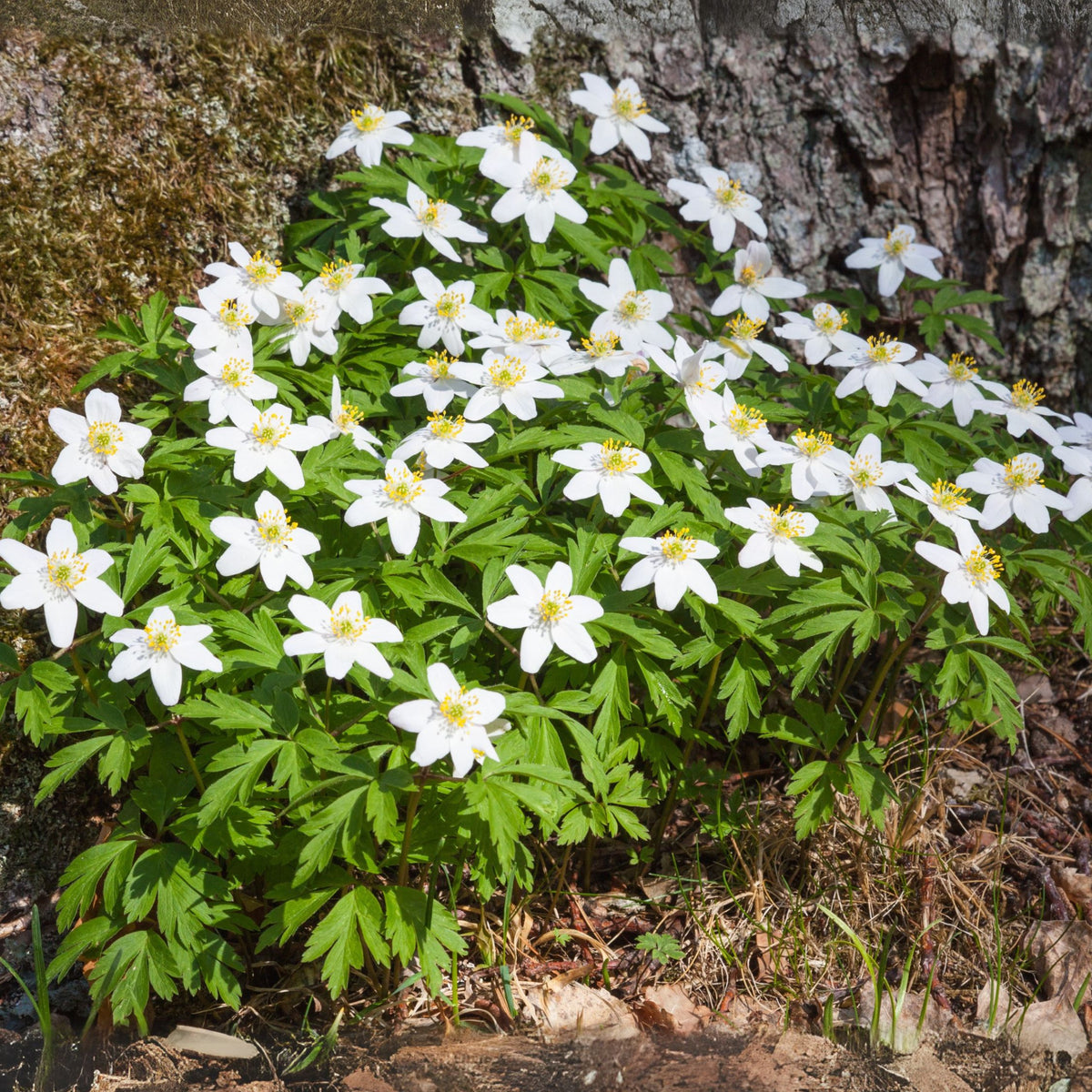 Christmas Rose - Helleborus Niger 'mont Blanc' - Height 20-30cm - ⌀12cm | Set of 3 | White