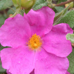 Cistus X Pulverulentus Sunset - Pink Rock Rose - 9cm pot | 1 x 9cm | Pink