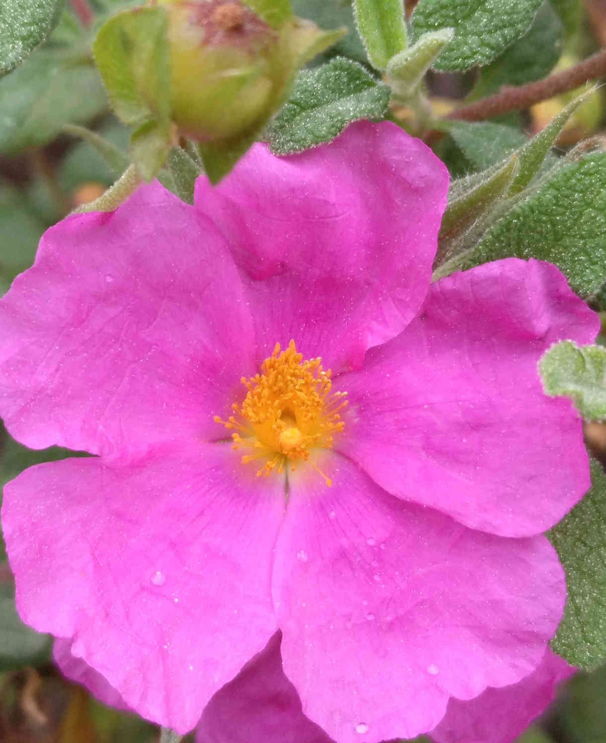 Cistus X Pulverulentus Sunset - Pink Rock Rose - 9cm pot | 1 x 9cm | Pink