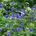 Anemone 'mr Fokker' Corms, Violet-blue Spring Blooms | 10 x Bulbs | Multi