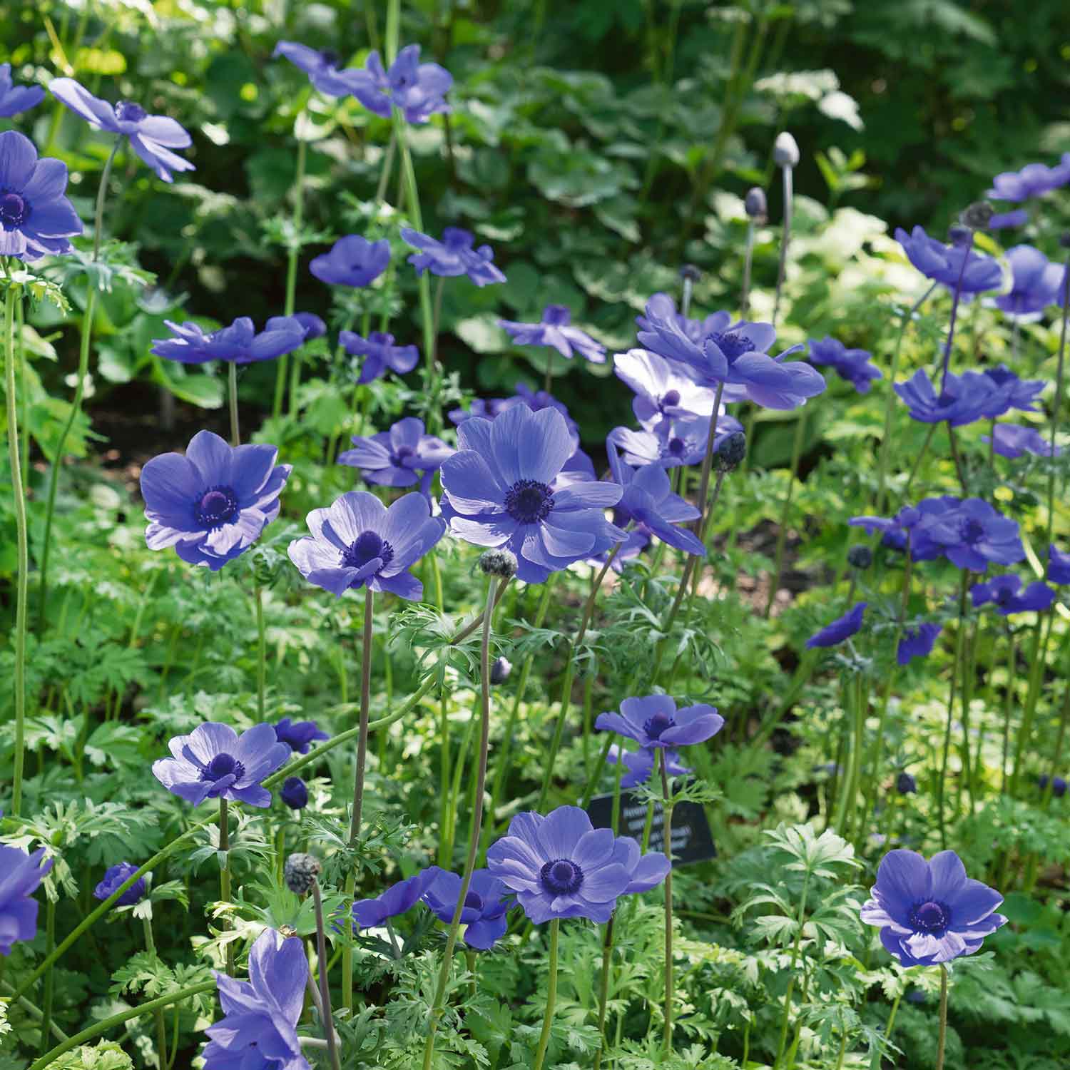 Anemone 'mr Fokker' Corms, Violet-blue Spring Blooms | 10 x Bulbs | Multi