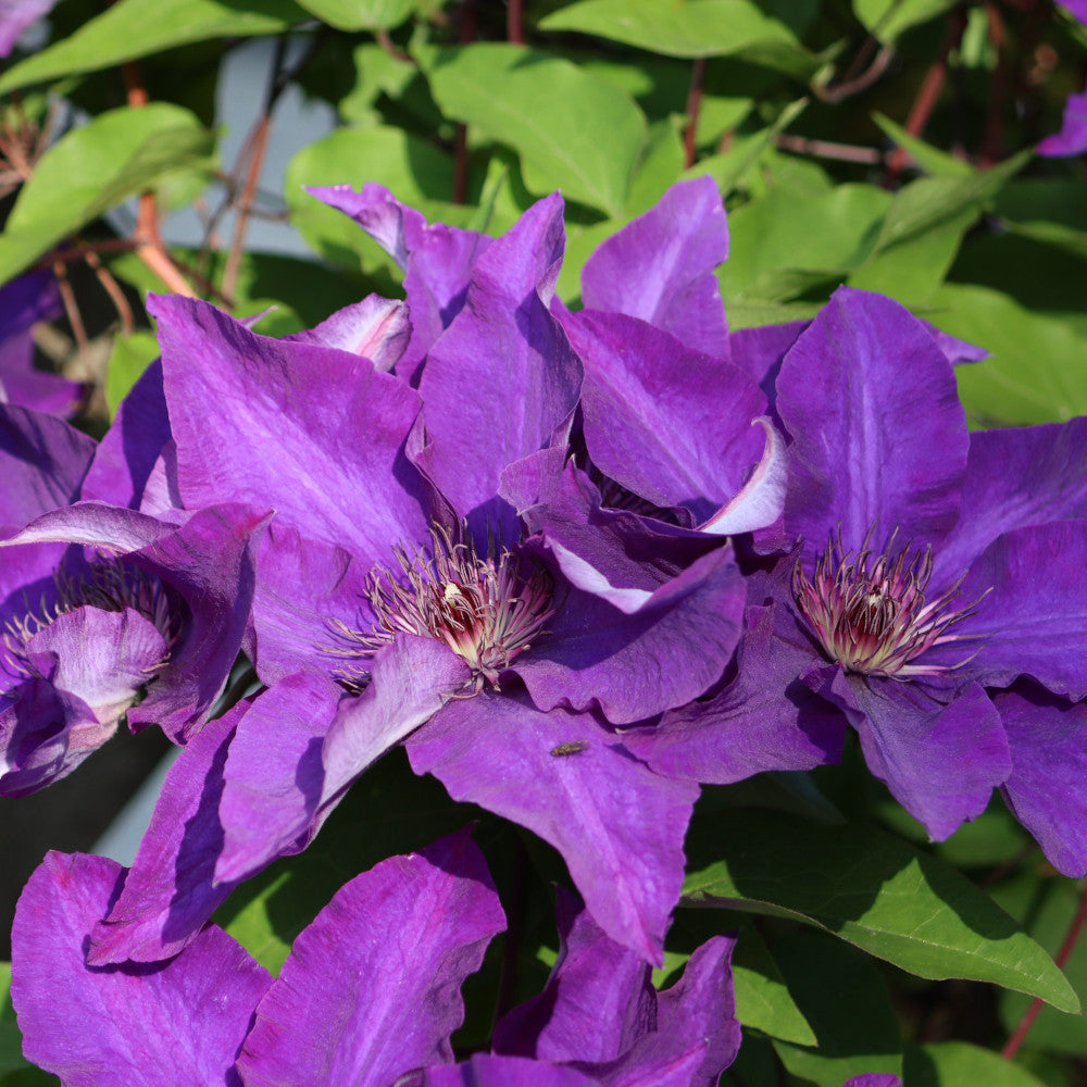Hayloft Clematis Lindsay - Huge Deep Purple Flowers On This Compact Climber - 1 x 7cm Pot