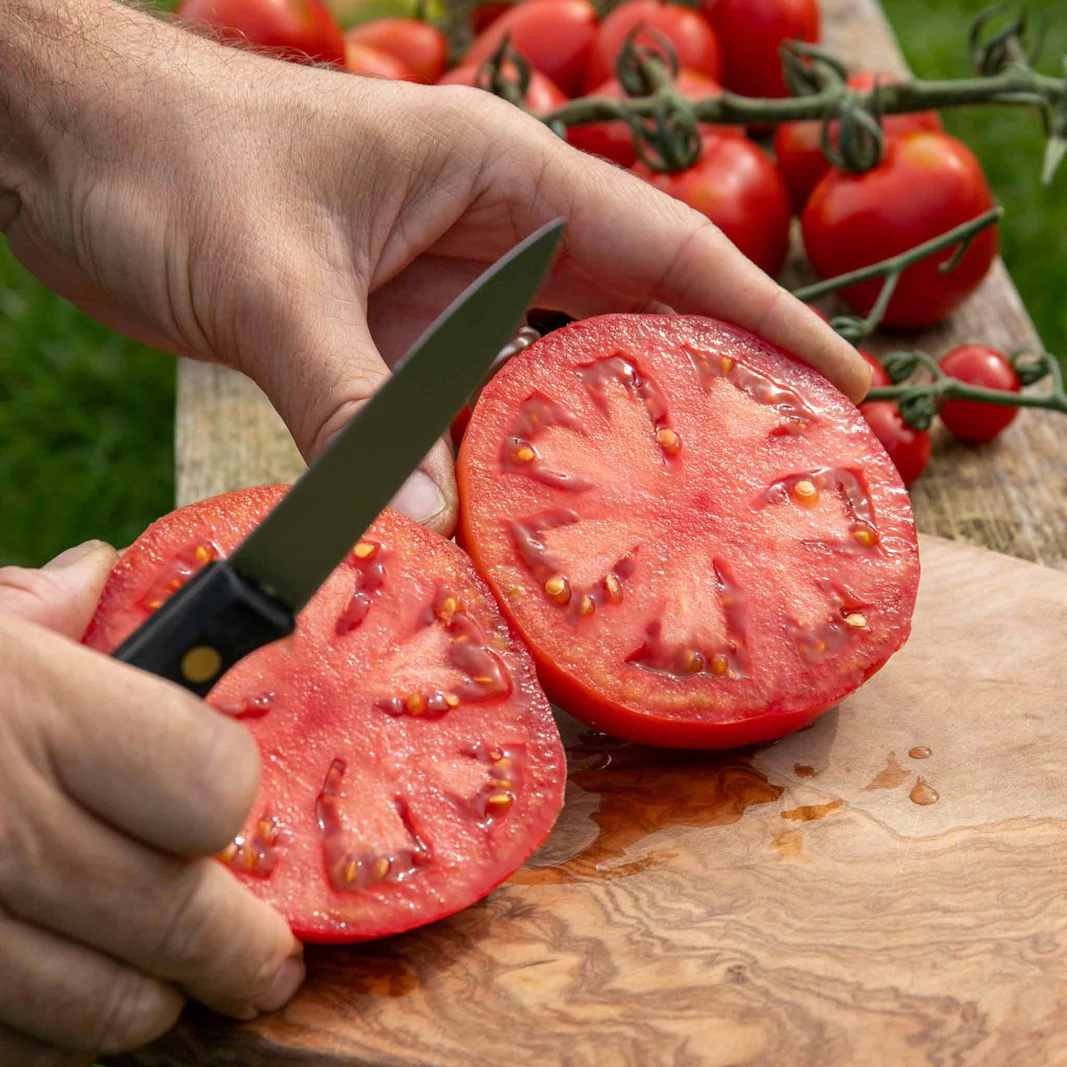 Bush Tomato 'super Marmande' Beefsteak Red Semi-determinate Jumbo Plugs | Set of 6 | Red