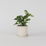 Mini Swiss Cheese Plant - Monstera Adansonii 'monkey Mask' - H25-30cm - ⌀12cm | Set-of-1 | Green