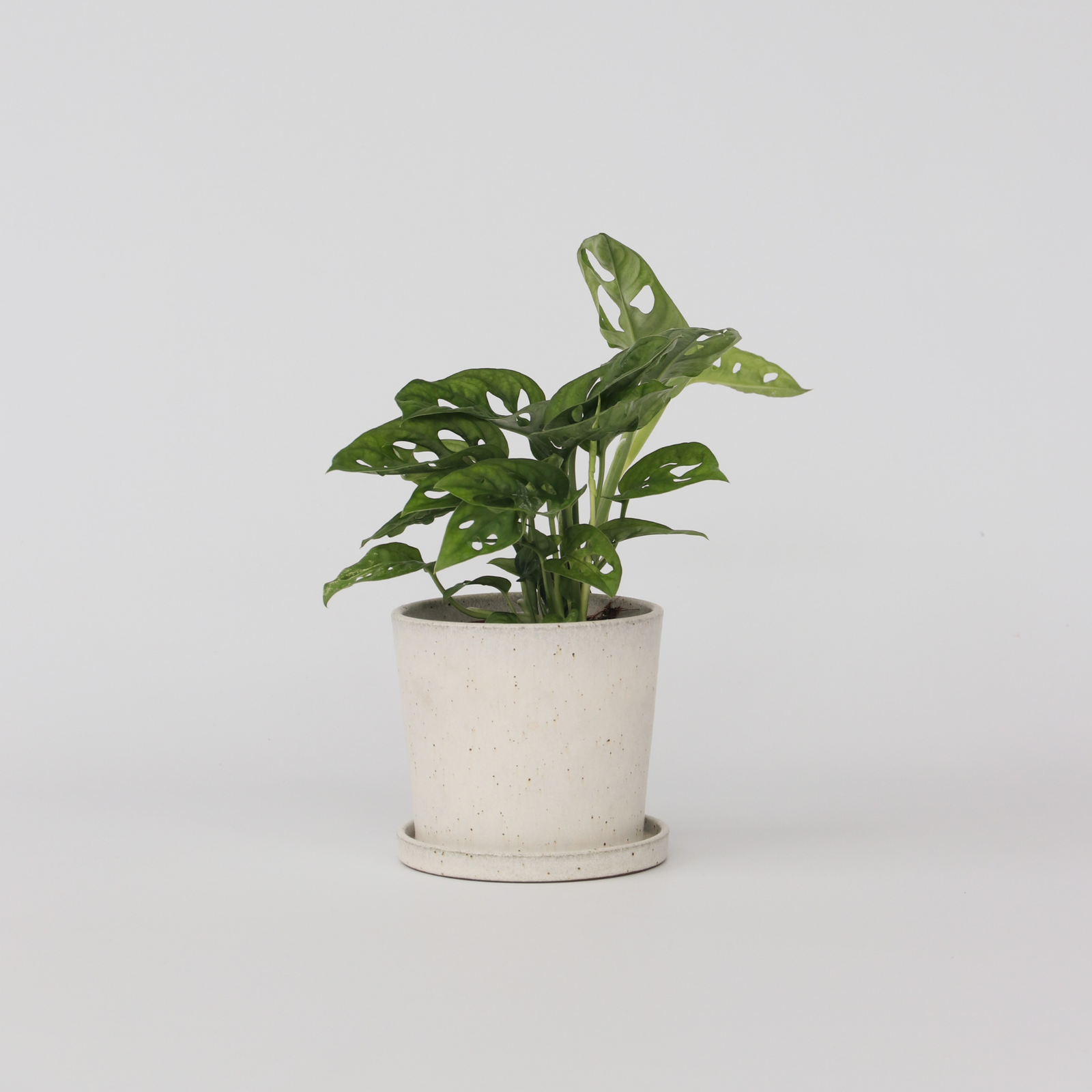 Mini Swiss Cheese Plant - Monstera Adansonii 'monkey Mask' - H25-30cm - ⌀12cm | Set-of-1 | Green