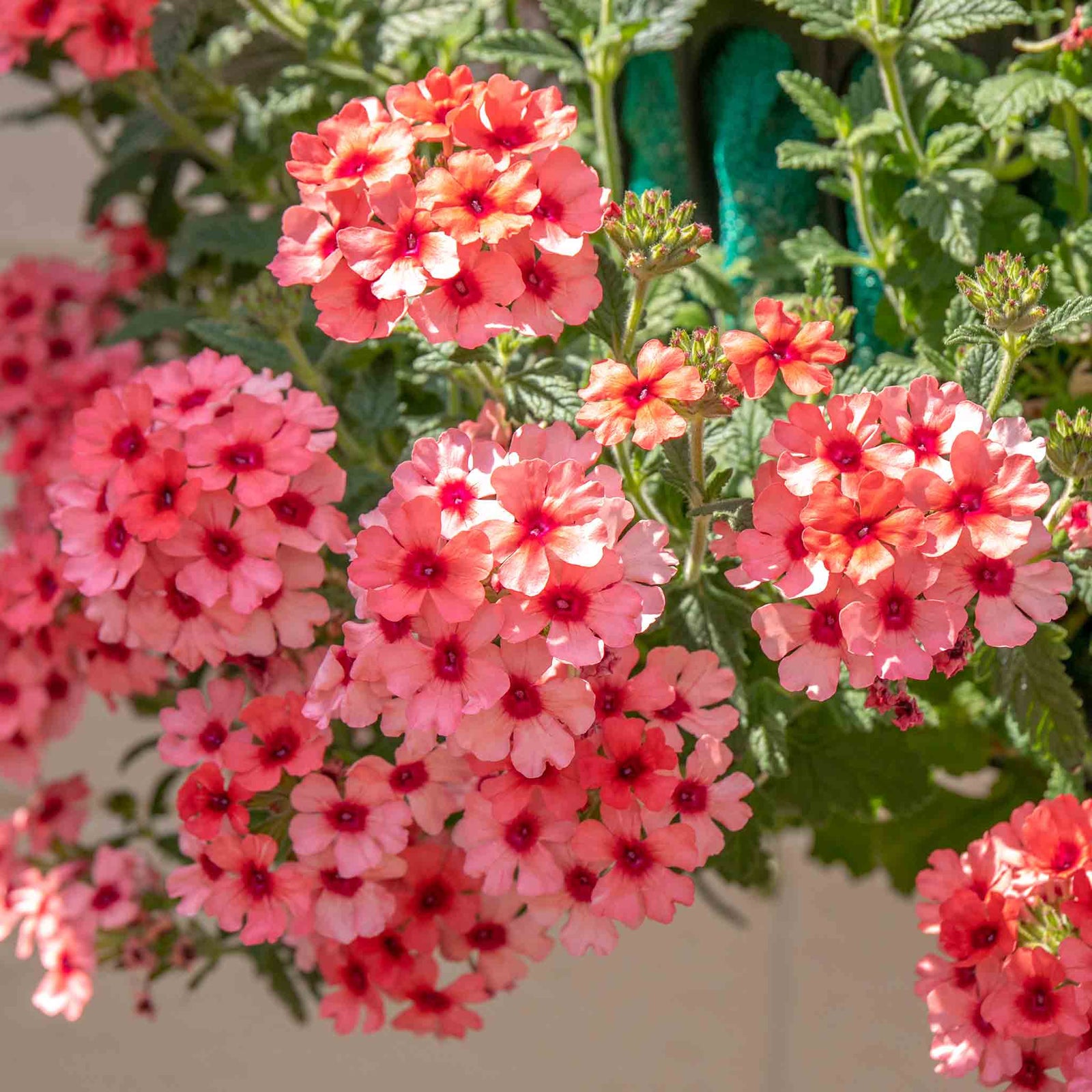 Verbena 'showboat Mango' Orange Bedding Plant | 12 x Plug Plants | Multi Colour
