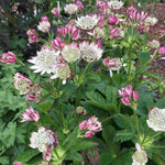 Hayloft Astrantia Bavarica - Hatties PincushionSet Of 3 In 9cm Pots