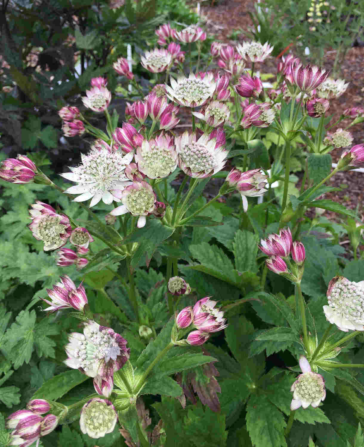 Hayloft Astrantia Bavarica - Hatties PincushionSet Of 3 In 9cm Pots