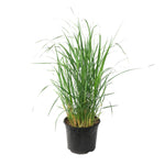 Switch Grass - Panicum Virgatum 'heavy Metal' - Height 40-60cm - ⌀23cm | Set-of-1 | Green