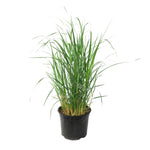 Switch Grass - Panicum Virgatum 'heavy Metal' - Height 40-60cm - ⌀23cm | Set of 1 | Green