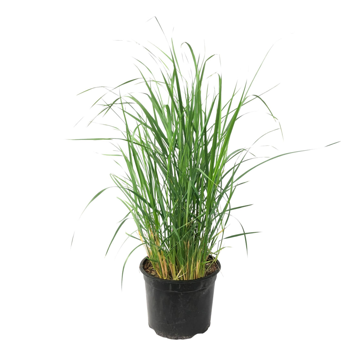 Switch Grass - Panicum Virgatum 'heavy Metal' - Height 40-60cm - ⌀23cm | Set of 1 | Green