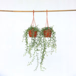String Of Dolphins - 2 Pcs. - Senecio Peregrinus - Height 10-20cm - ⌀12cm | Set of 2 | Green