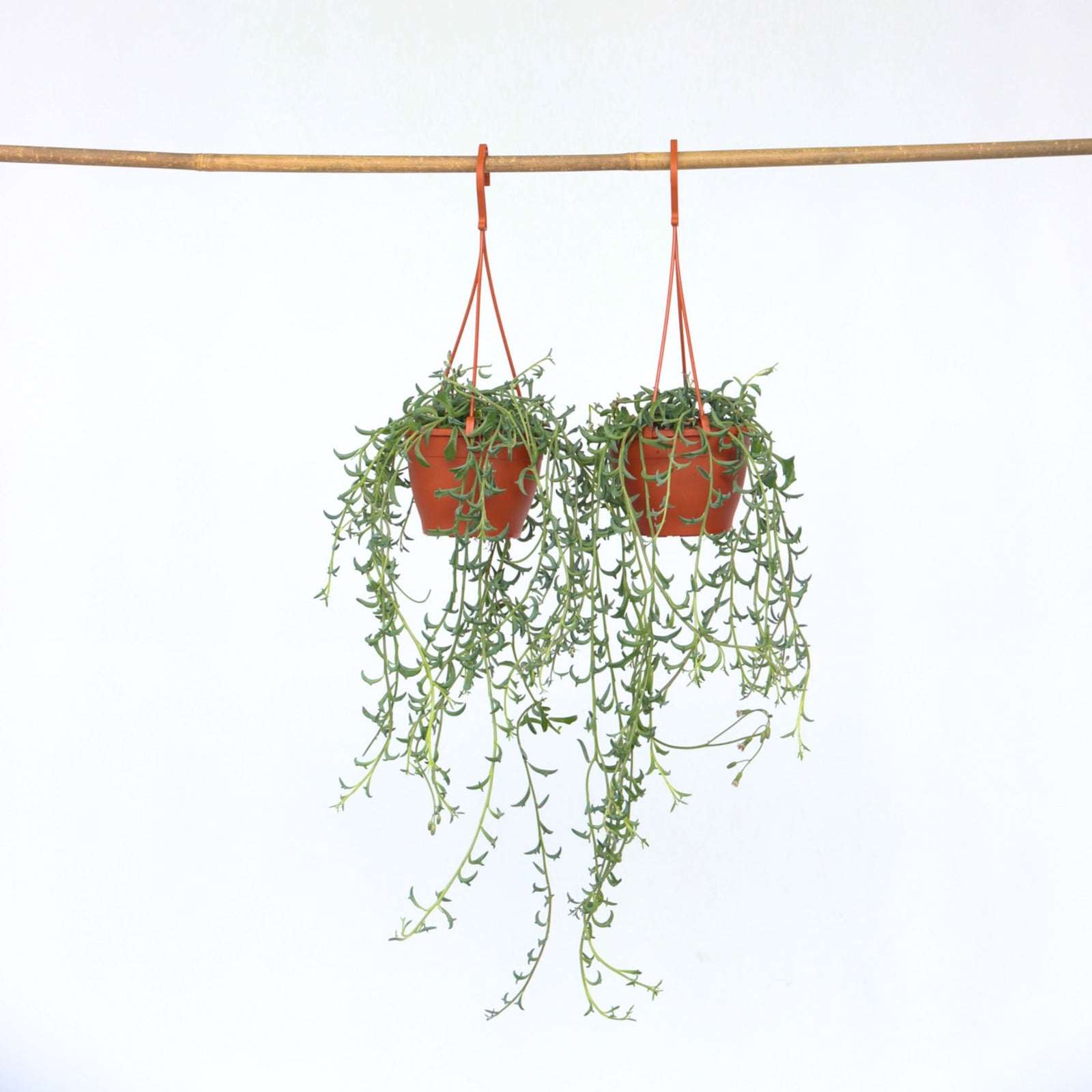 String Of Dolphins - 2 Pcs. - Senecio Peregrinus - Height 10-20cm - ⌀12cm | Set of 2 | Green